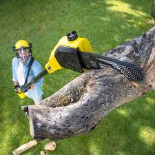 Best Hazardous Tree Removal  in Sto Brook, NY