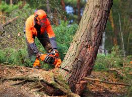 Best Lawn Drainage Solutions  in Sto Brook, NY