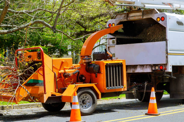 Best Tree Cabling and Bracing  in Sto Brook, NY