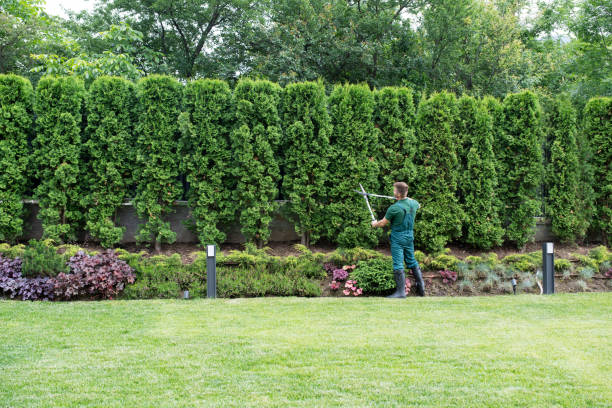 Best Tree and Shrub Care  in Sto Brook, NY