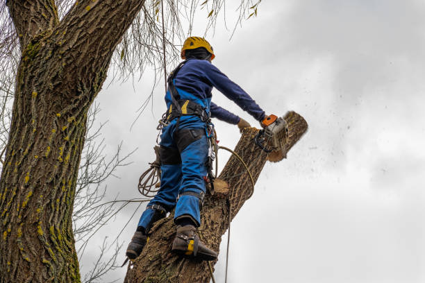 Best Tree Preservation Services  in Sto Brook, NY