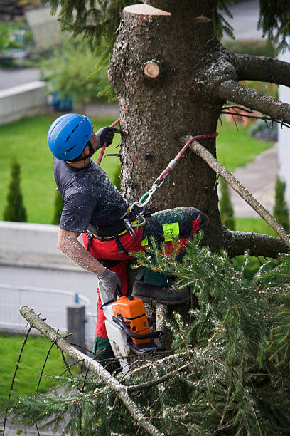 Best Lawn Watering Services  in Sto Brook, NY