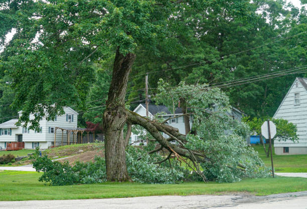 Best Lot and Land Clearing  in Sto Brook, NY