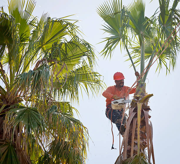 Best Emergency Tree Removal  in Sto Brook, NY