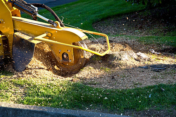 Best Artificial Turf Installation  in Sto Brook, NY