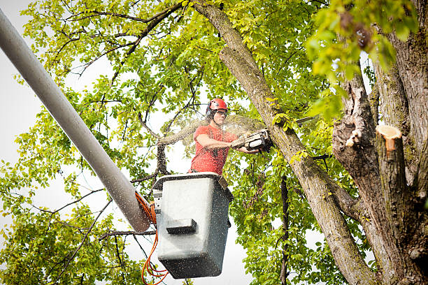 Trusted Stony Brook, NY Tree Services Experts
