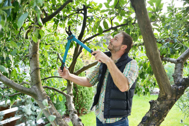 Organic Lawn Care Solutions in Stony Brook, NY